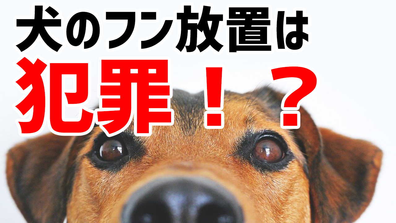 犬のフンを放置すると犯罪になる？犬の散歩に便利なグッズを７選