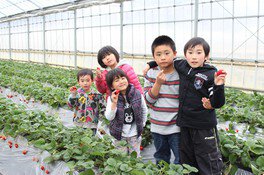 津久井浜観光農園 いちご狩り