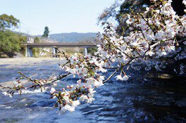 花瀬自然公園の桜