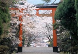 霧島神宮の桜