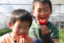 南阿蘇ふれあい農園 いちご狩り