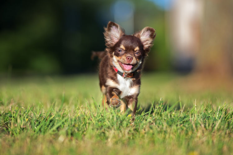 チワワを迎えたら始める子犬からのしつけ