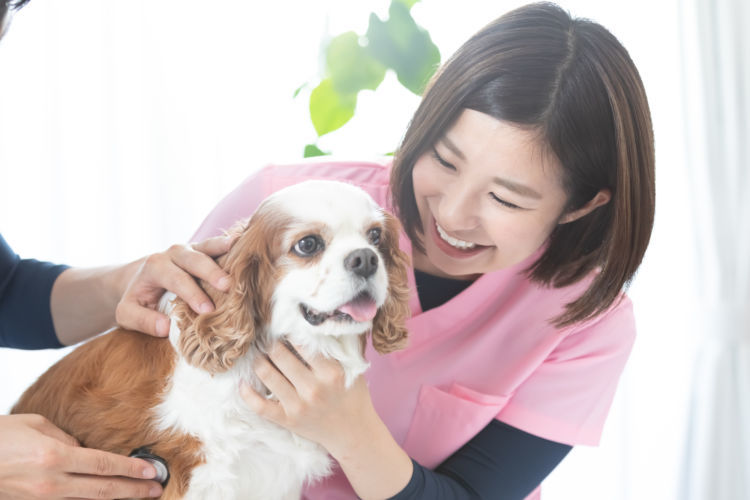 【獣医師監修】鞭虫（べんちゅう）という寄生虫に愛犬が感染したら？ 予防と対策は？