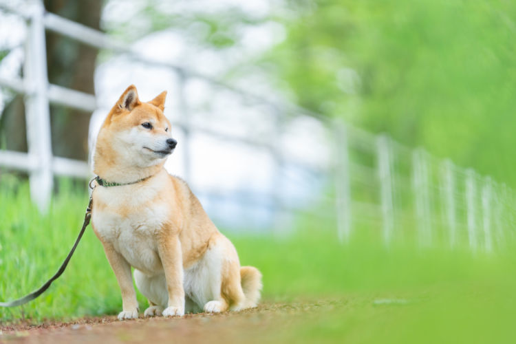 【ドッグトレーナー監修】柴犬のしつけは難しい？しつけを始める時期と問題行動の対策！