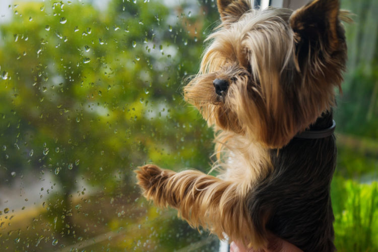 雨の日、室内だけでも散歩に出ても犬と快適に過ごす方法