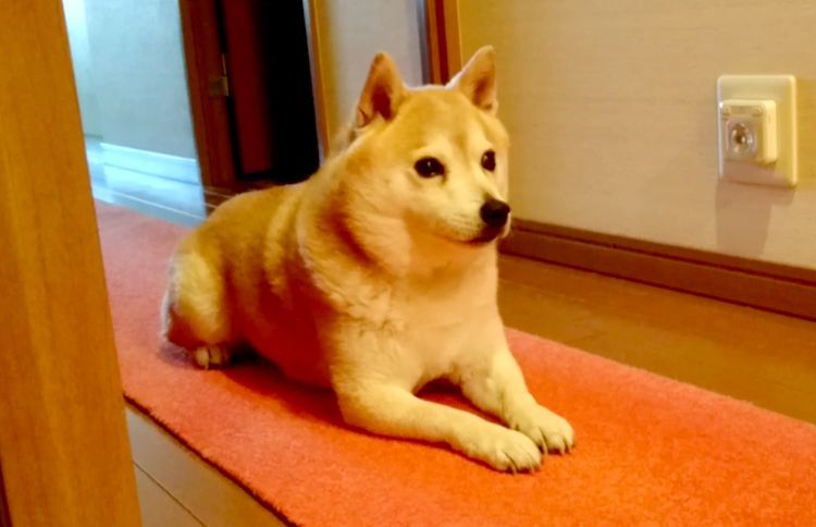 大好きなパパの帰宅に気づいた柴犬 →この後見せた、激しすぎる『おかえり！』に… やられたーッ！！