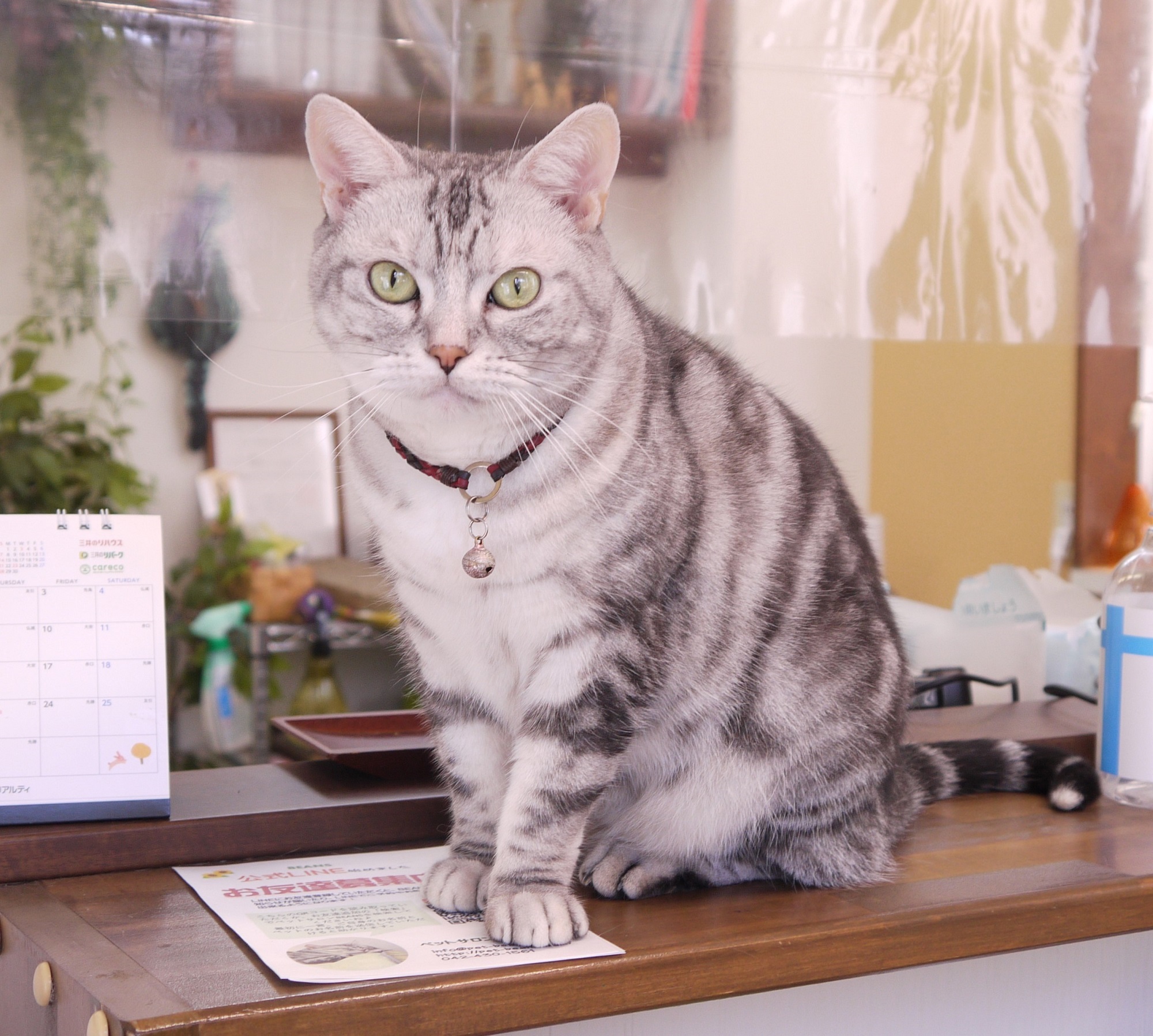 【猫びより】動物の鍼灸治療院の3匹の猫たち【調布】（辰巳出版）