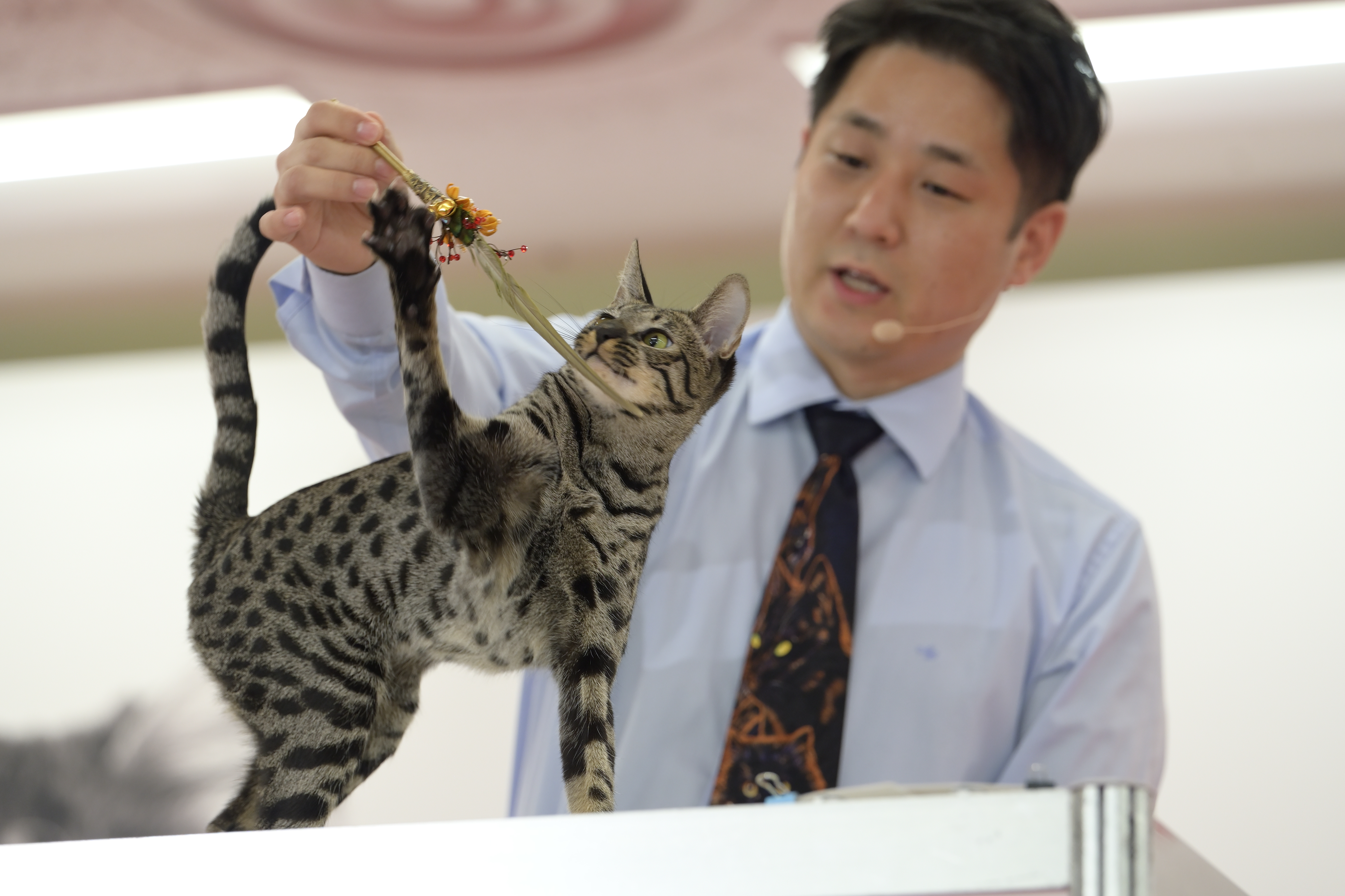 【開催報告】猫の美と健康の祭典「ジャパンキャットショー2024」