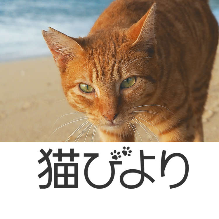 サムネイル: 猫びより編集部