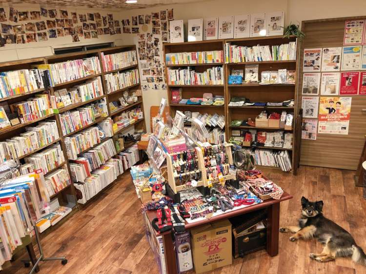 【猫びより】第10回 本屋さんが選ぶ猫の本【私のイチオシ！】（辰巳出版）