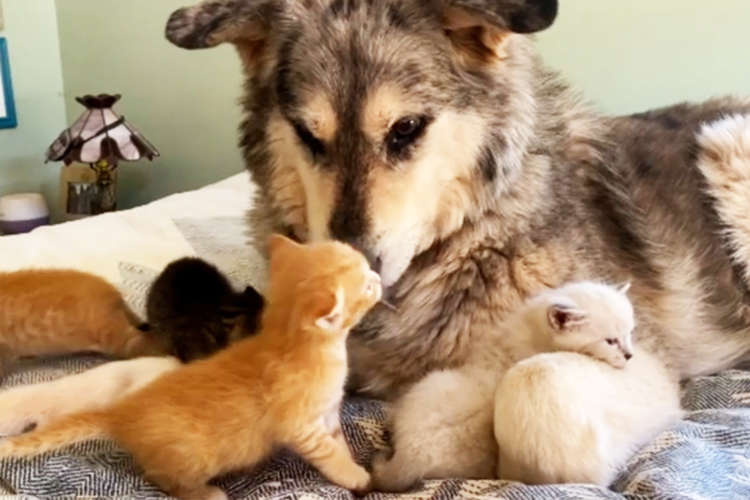 【感動の嵐】ニャンコの子育てに参加するワンコ。一丸となって子猫たちに愛情を注ぐ姿に胸打たれる！