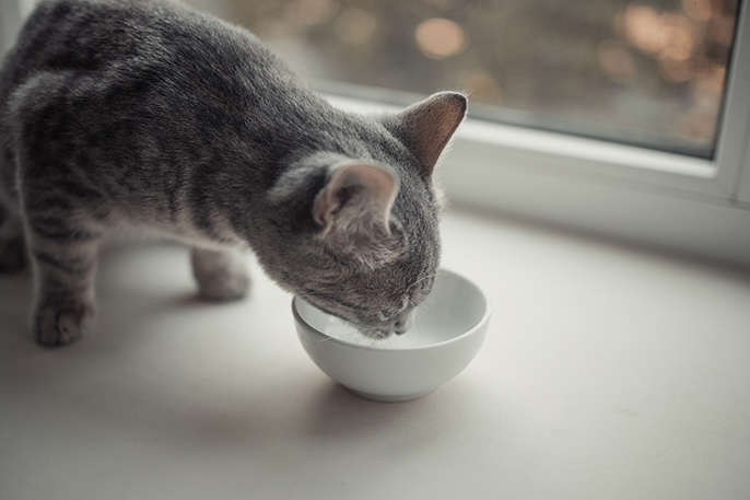 水を飲む猫