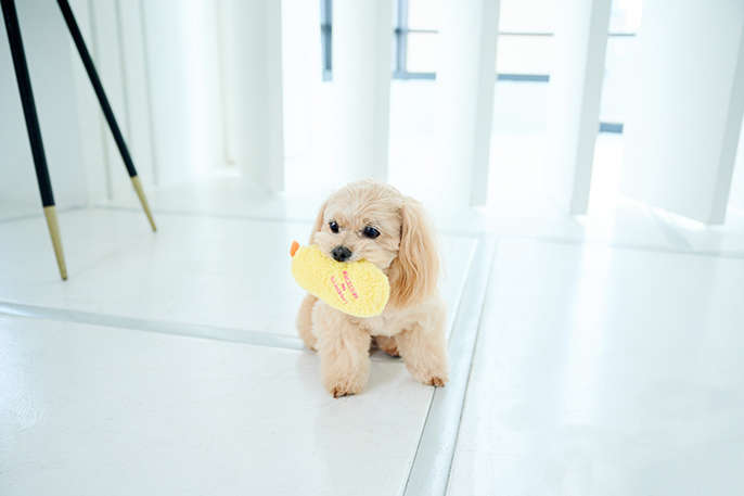 おもちゃを咥える犬