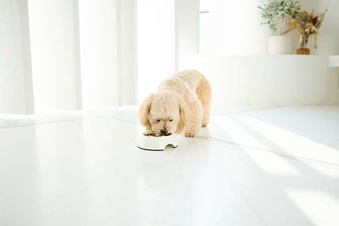 ご飯を食べる犬