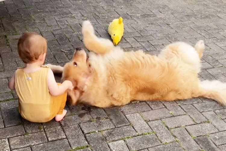 【動画】可愛いが渋滞中！ 子どもに甘えるゴールデン。チューとハグの嵐に…♡