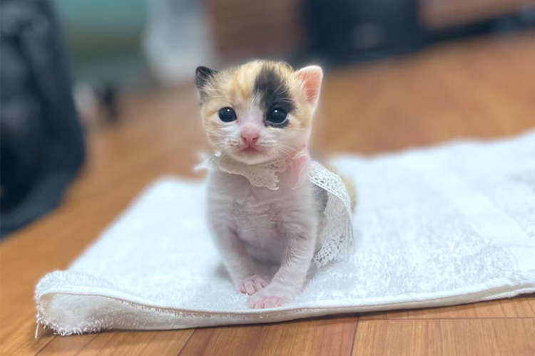 【愛情を注がれるってこういうこと】里親募集で出会った生後2週間の子猫。こんなに小さかった子が…