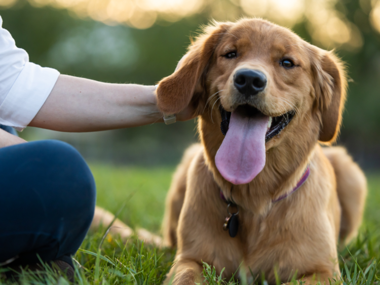 動物,犬,猫,しつけ,飼い方,育て方,病気,健康