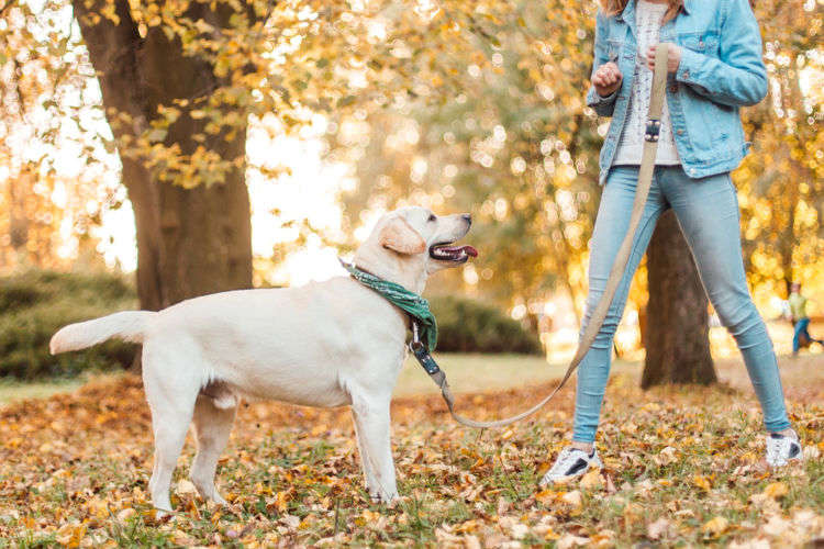 子犬のはじめてのお散歩！準備やコツを教えちゃいます