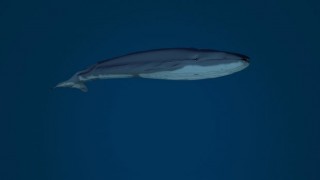 Blue Whale 3d model