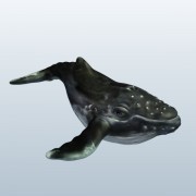 Humpback Whale v1  3d model