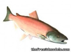 Salmon 3d model