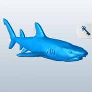 Whitetip reef shark v1  3d model