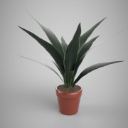 House Plant 02 3d model