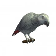 loro gris v1 modelo 3d