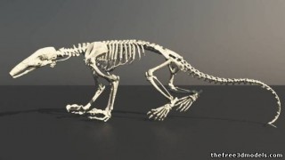 Anteater skeleton 3d model