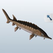 Sturgeon v1  3d model