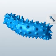 Sea Cucumber v1  3d model