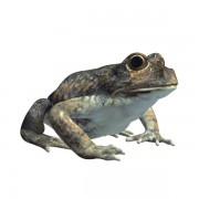 banjofrog v1 3d model