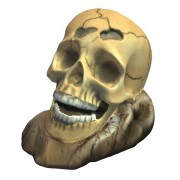 Aquarium Skull v1  3d model