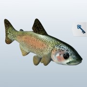 Rainbow Trout v1  3d model