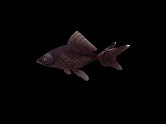 fish 3d model