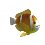 Fish v1  3d model