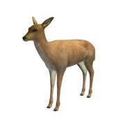 WhiteTailedDeer V1 3d model