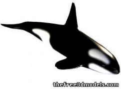 Killer whale 3d model