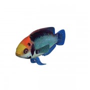 Red Head Solon Fairy Wrasse v1  3d model