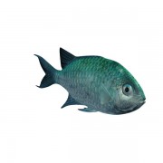 BlueGreen Reef Chromis v2  3d model