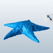 Common N Atlantic Starfish v1  3d model