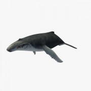 Whale v4  3d model