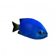 Yellowtai Damselfish v2  3d model