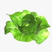 LettuceBibb v1 3d model