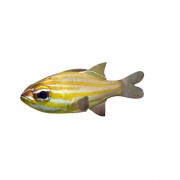 Orange Lined Cardinalfish v1  3d model