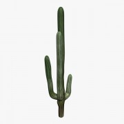  Cactus v1  3d model