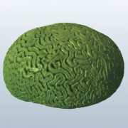 Brain Coral v1  3d model