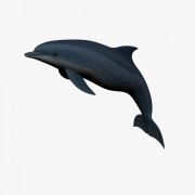  dolphin v1  3d model