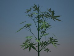 planta de cannabis modelo 3d