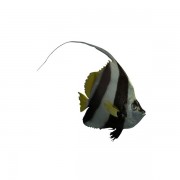 Heniochus Black White Butterflyfish v1  3d model